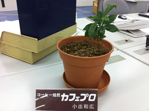 オフィスに飾られたコーヒーの苗
