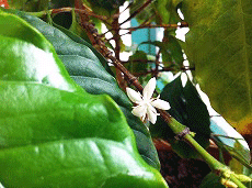 コーヒーの花1