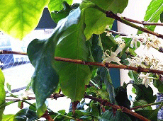 コーヒーの花2