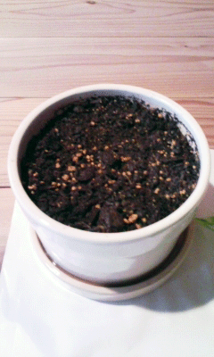 コーヒー種3