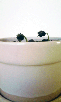 コーヒー芽2