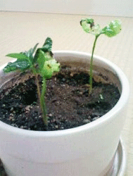 コーヒーの芽3