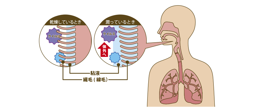 のどや鼻の粘膜が乾くとやウイルスを排除しにくくなります