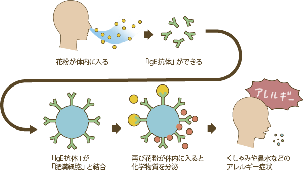 花粉症のメカニズム