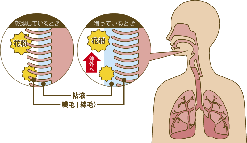 繊毛運動の仕組み