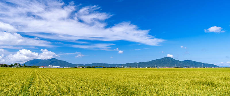 新潟の田園風景